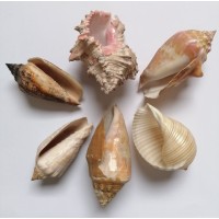  Set of 6 sea shells