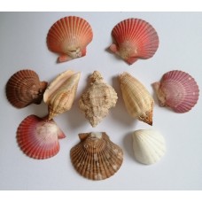 A set of 10 small sea shells